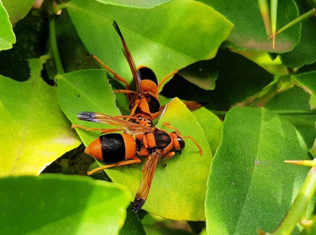 Mud Dauber/Orange Potter Wasp (Abispa ephippium), Alice Springs, NT