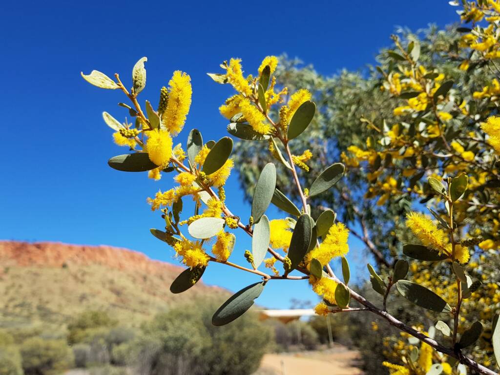 Witchetty Bush (Acacia kempeana), Alice Springs Desert Park NT