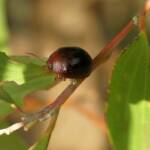 Acacia Leaf Beetle (Dicranosterna picea), Gold Coast QLD © Stefan Jones