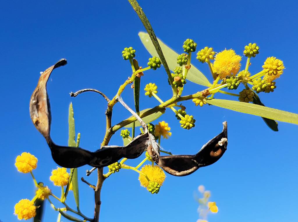 Acacia ligulata, Alice Springs NT