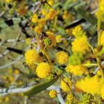 Apis mellifera on Acacia ligulata, Alice Springs NT