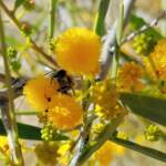 Apis mellifera on Acacia ligulata, Alice Springs NT