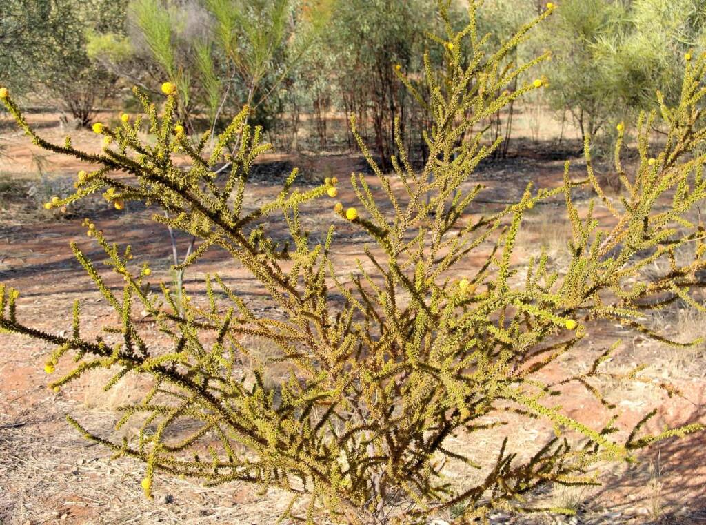 Prickly Wattle (Acacia stipulosa), Olive Pink Botanic Garden NT
