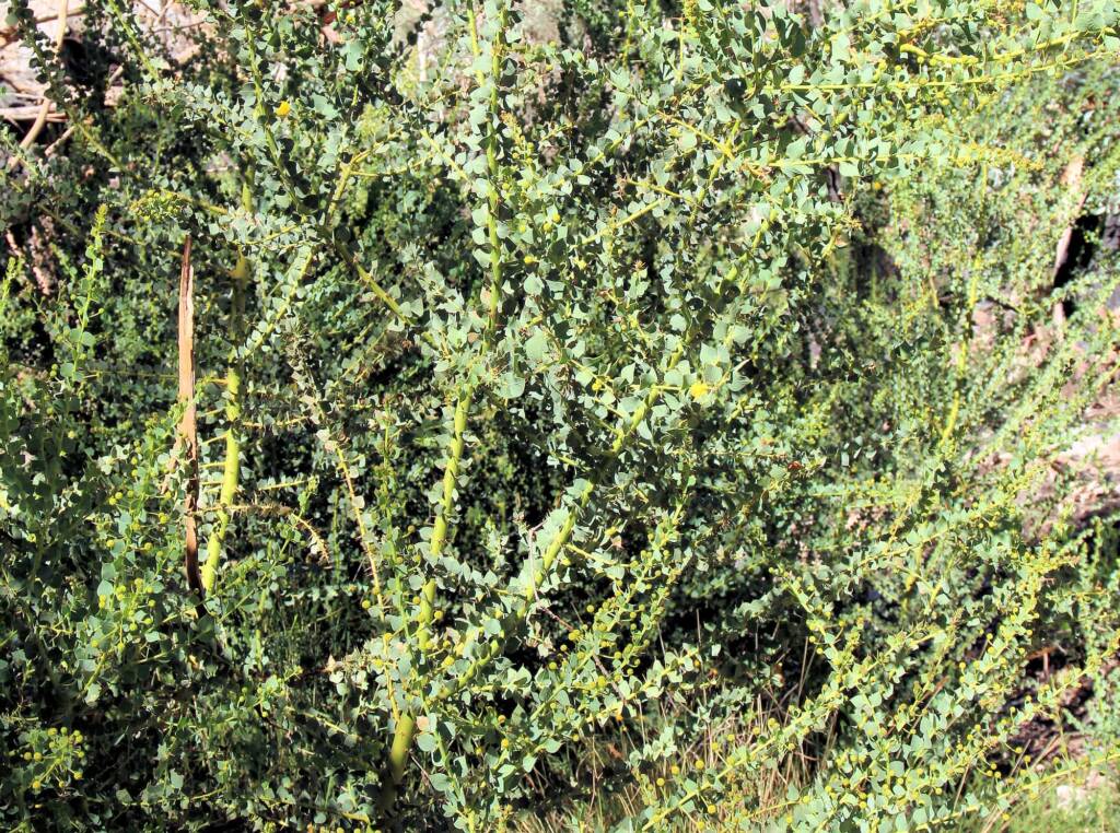Round-leaf Wattle (Acacia strongylophylla)