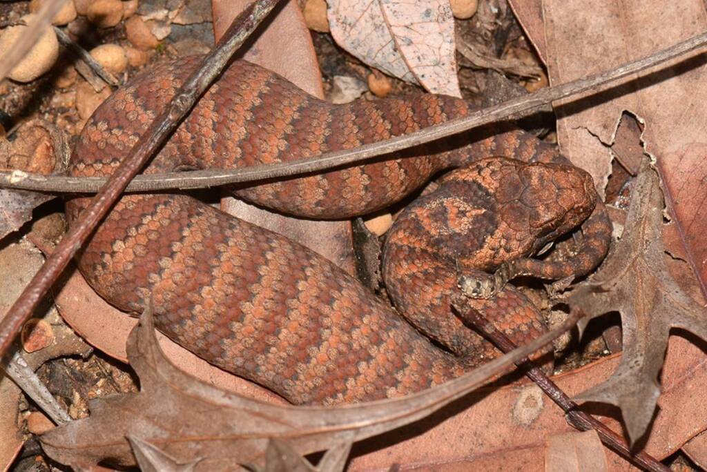 Southern Death Adder (Acanthophis antarcticus), Southwest WA © Jean and Fred Hort