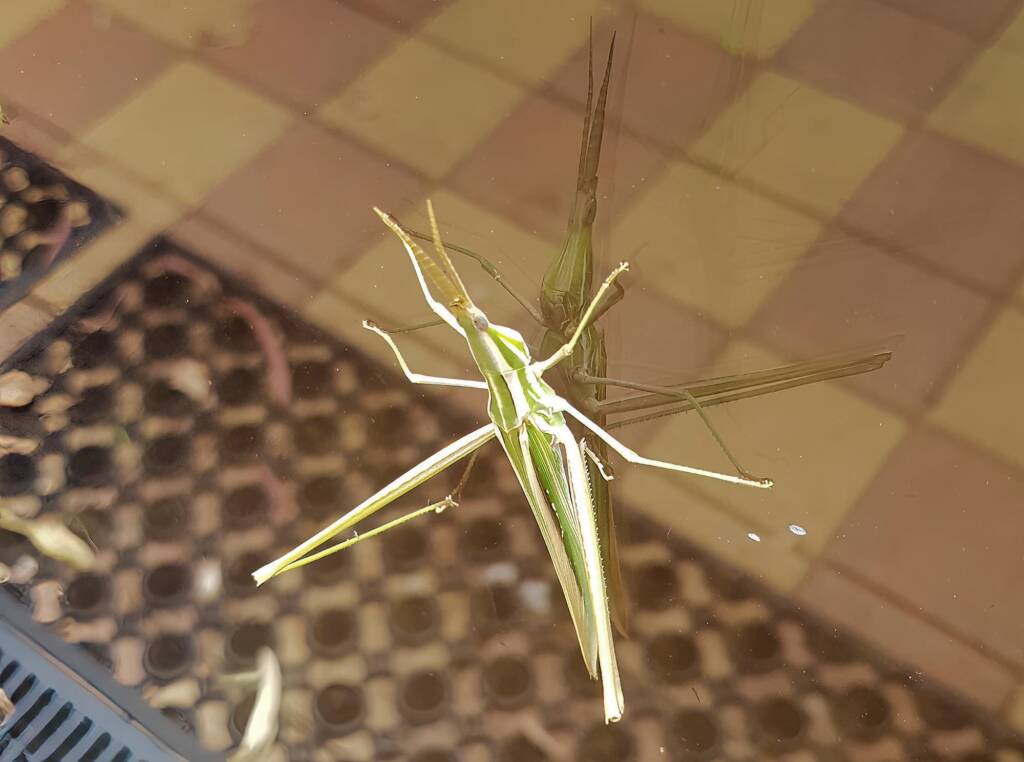 Giant Green Slantface Grasshopper (Acrida conica), Alice Springs NT