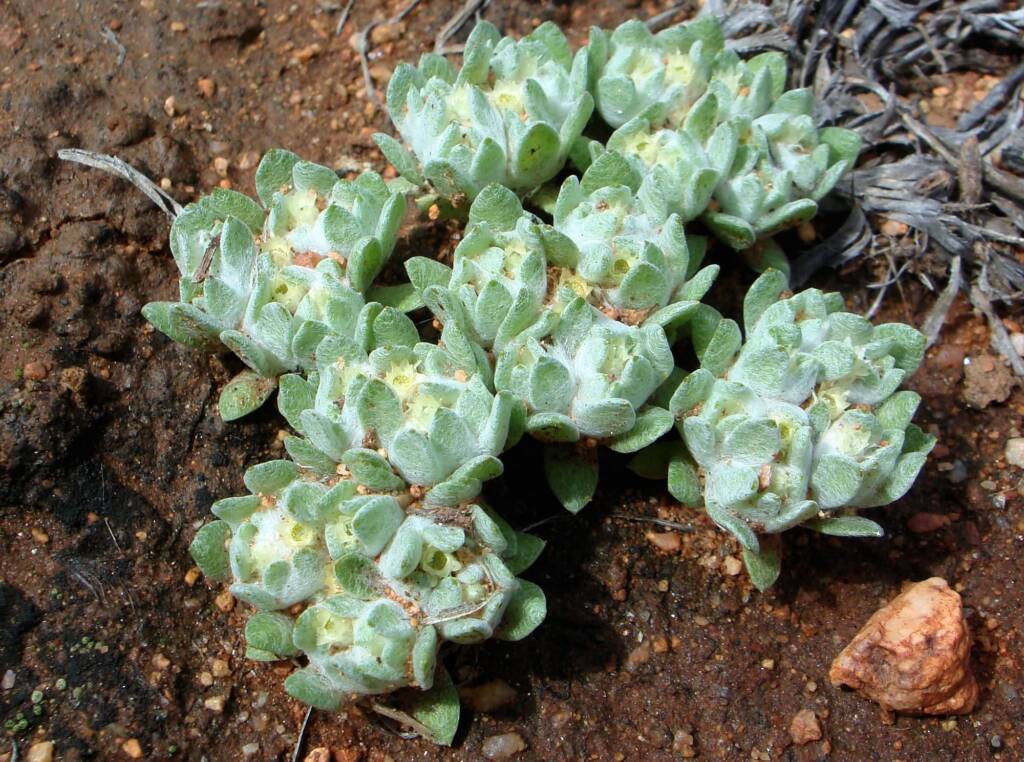 Flannel Cudweed (Actinobole uliginosum), Alice Springs NT