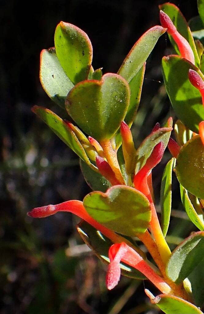 Adenanthos obovatus (Basket flower or Cheeuk), Great Southern Region WA © Terry Dunham
