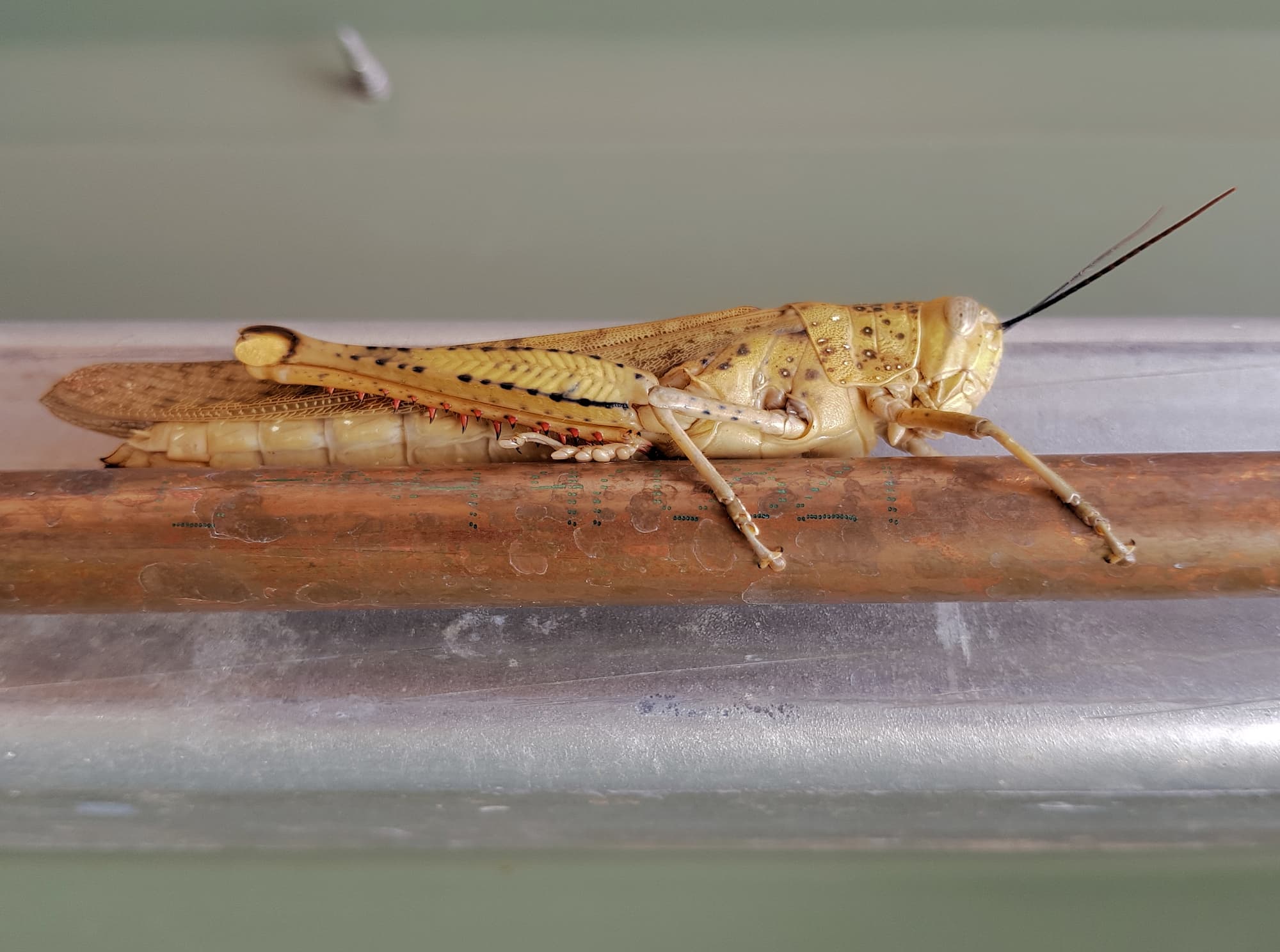 Giant Grasshopper Valanga Irregularis Ausemade