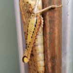 Adult female Giant Grasshopper nymph (Valanga irregularis), Alice Springs NT