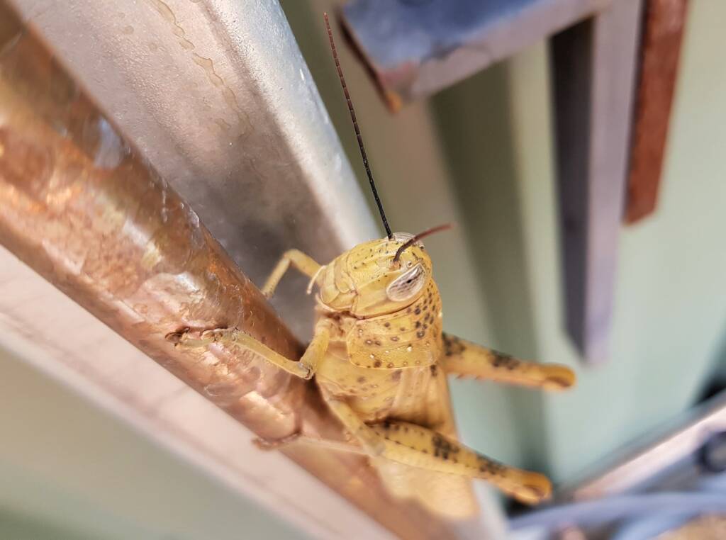 Adult female Giant Grasshopper nymph (Valanga irregularis), Alice Springs NT