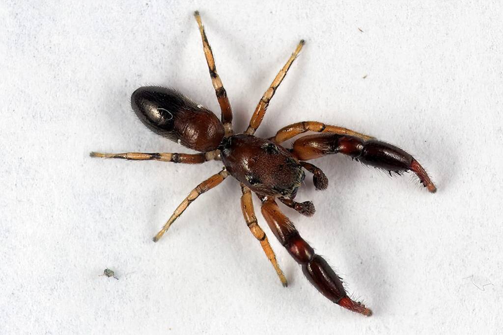Adult male Ant-mimicking Spider (Ligonipes sp), Ballandean QLD © Marc Newman