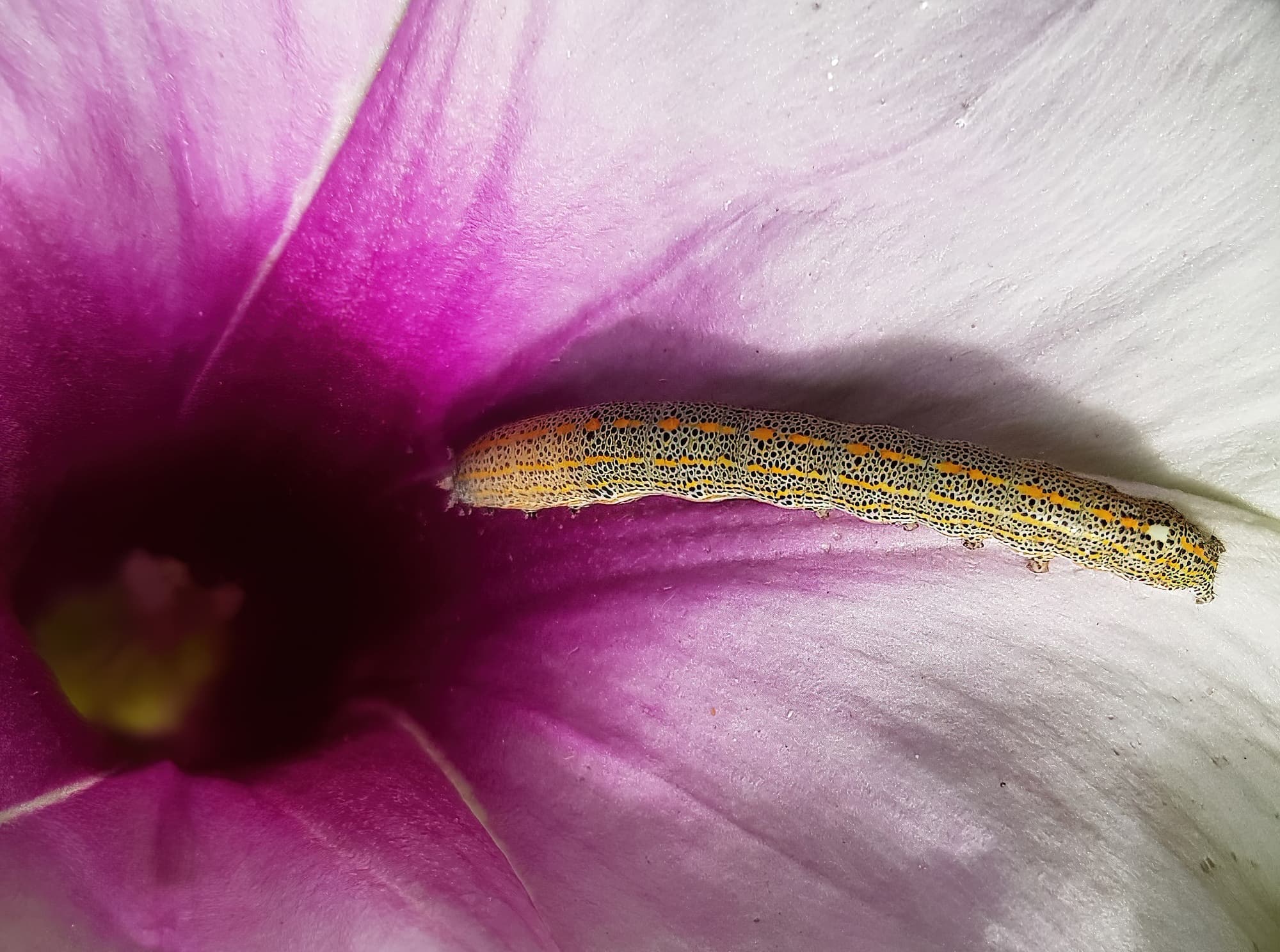 Aedia arctipennis - pictured on the Potato Vine (Ipomoea costata), Alice Springs, NT