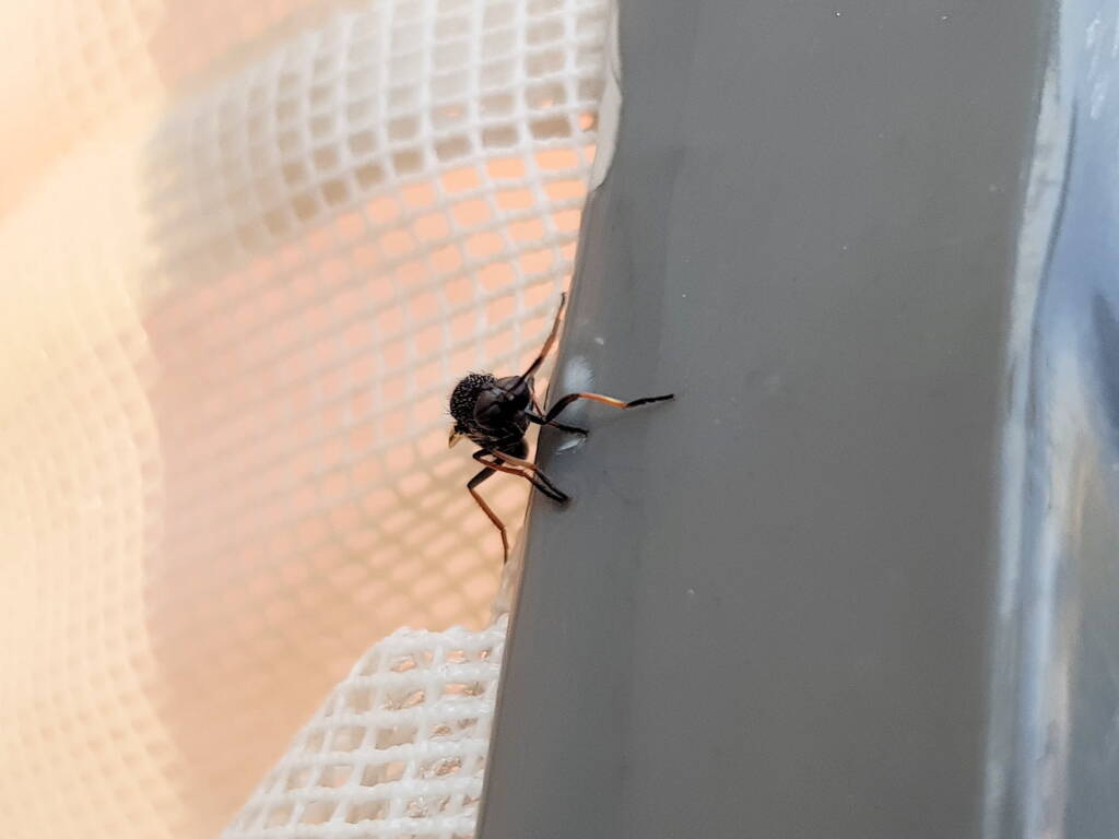 Agapophytus yeatesi (Stiletto Fly), Alice Springs NT