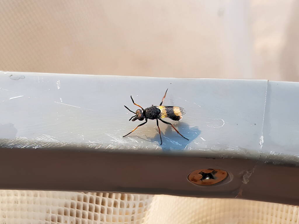 Agapophytus yeatesi (Stiletto Fly), Alice Springs NT