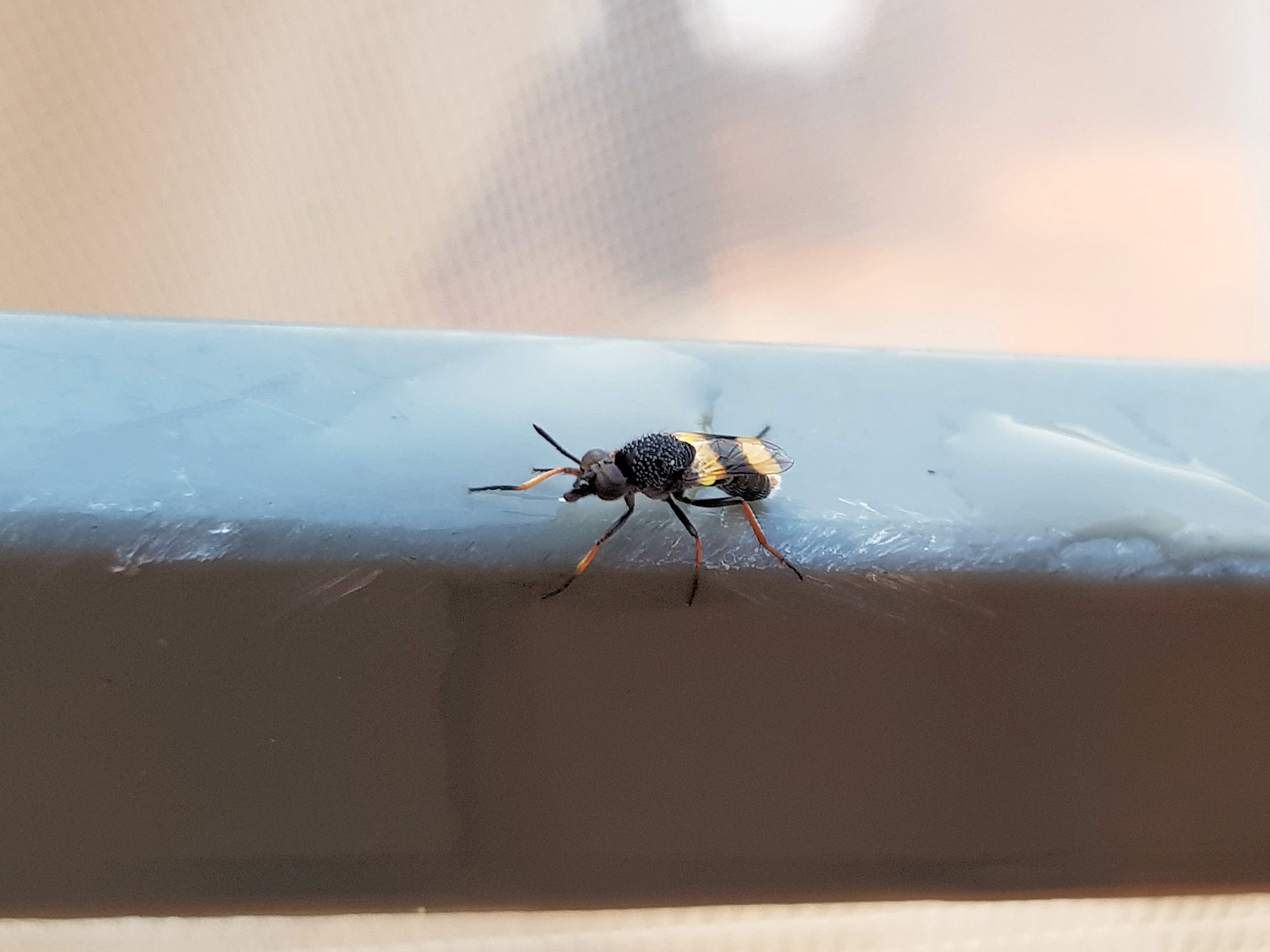 Agapophytus yeatesi (Stiletto Fly), Alice Springs NT