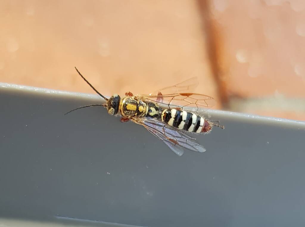 Genus Agriomyia (a member of Thynnid Flower Wasps Family Thynnidae), Alice Springs NT