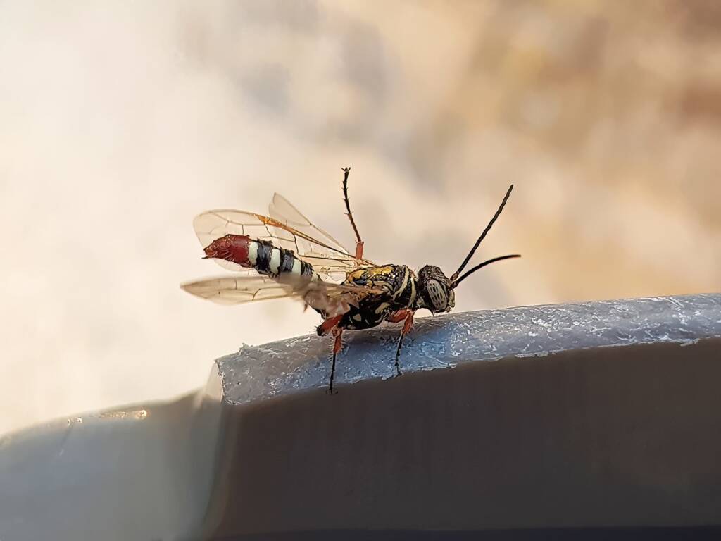 Agriomyia maculata (Flower Wasp), Alice Springs NT