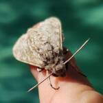 Convolvulus Hawk-moth (Agrius convolvuli), Alice Springs NT