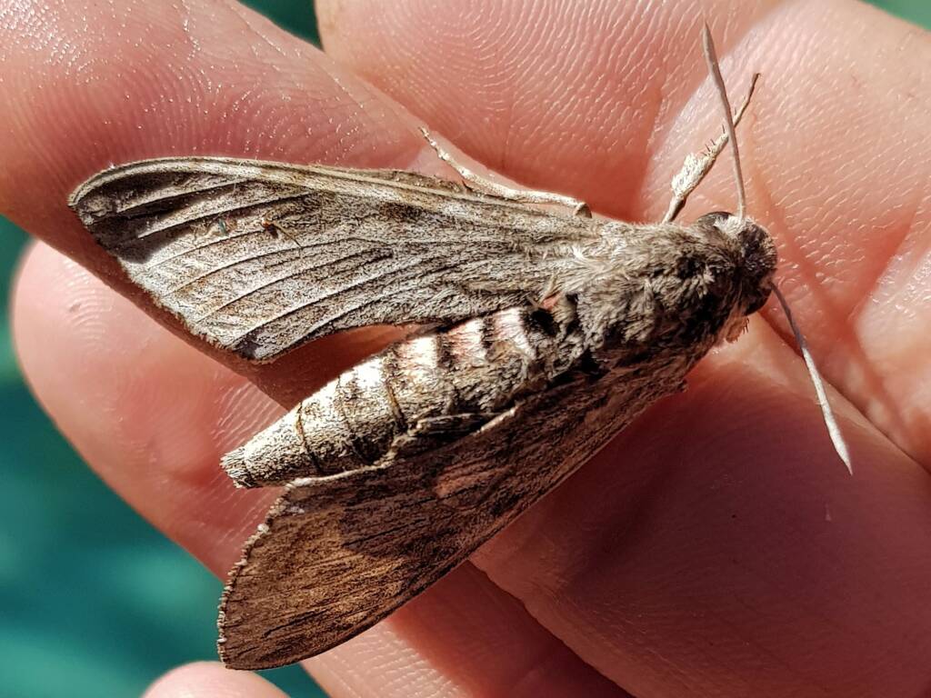 Convolvulus Hawk-moth (Agrius convolvuli), Alice Springs NT