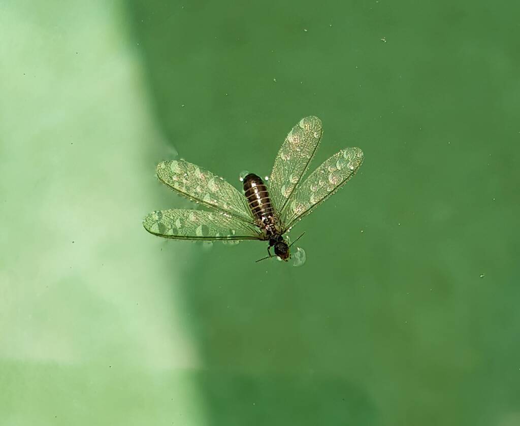 "Alate" Termite (family Termitidae), Alice Springs NT