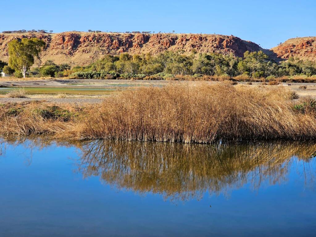 Early morning at the Alice Springs Sewage Ponds NT (0855 am July) © Dorothy Latimer