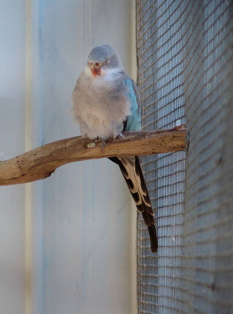 Blue Princess Parrot, Alice Springs Show 2010