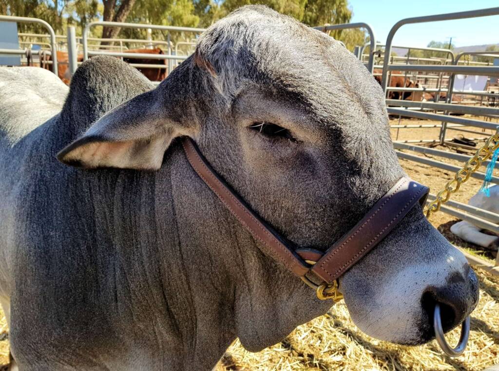 Cattle at the Alice Springs Show 2019