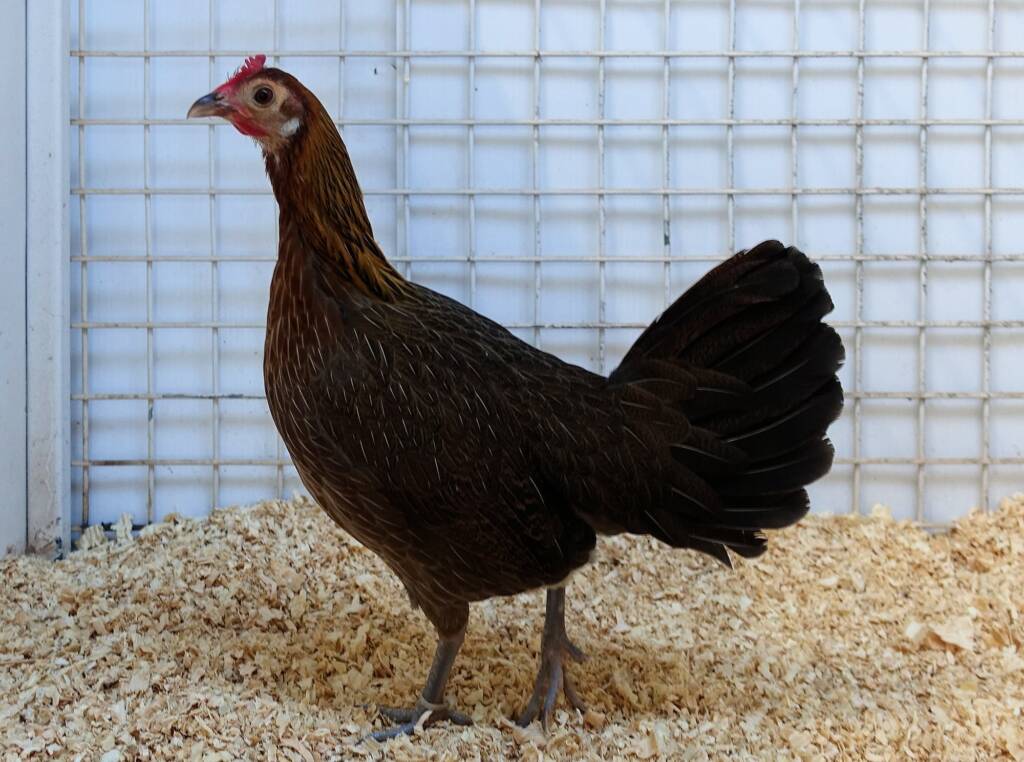Champion Field & Forest Poultry Award Hamish Materne, Alice Springs Show 2023