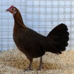 Champion Field & Forest Poultry Award Hamish Materne, Alice Springs Show 2023