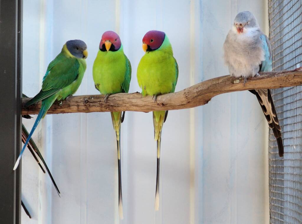 Parrots, Alice Springs Show 2010