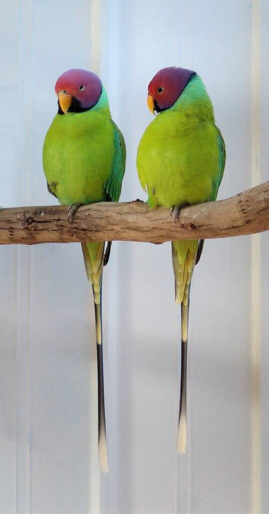 Plum-headed Parakeets, Alice Springs Show 2010