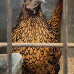 1st Prize Poultry Award Wulf Pfau Sebright (female) - Gold, Class P90, Soft Feather Bantam, Alice Springs Show 2016