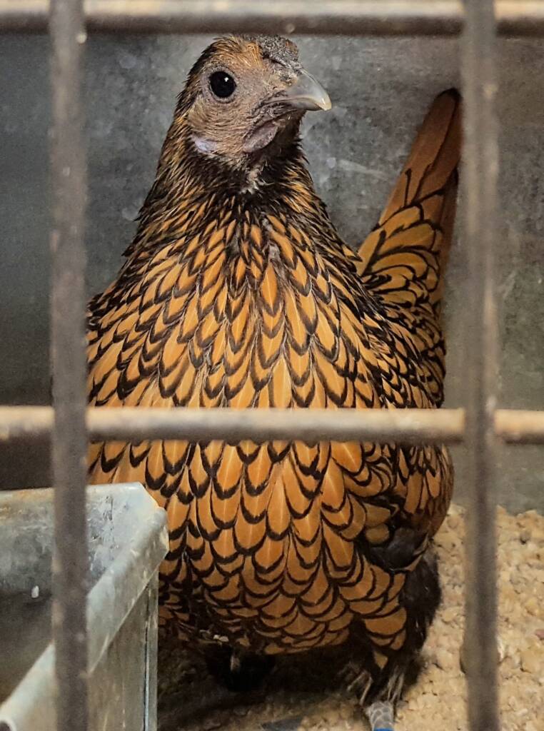 1st Prize Poultry Award Wulf Pfau Sebright (female) - Gold, Class P90, Soft Feather Bantam, Alice Springs Show 2016