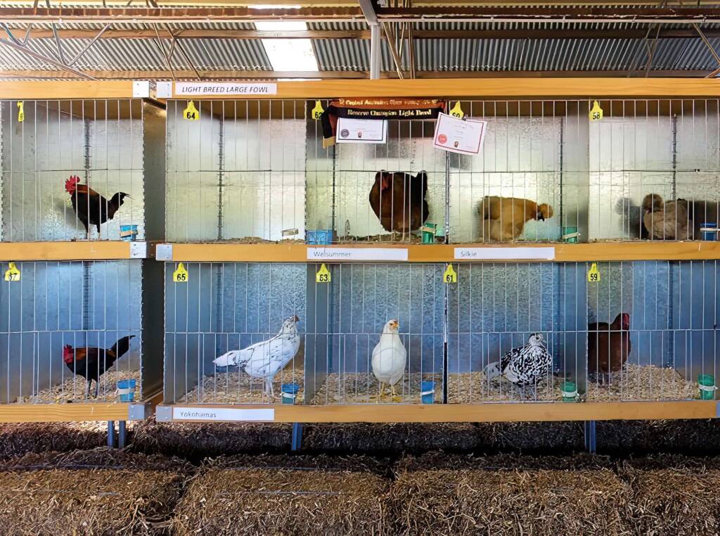 Alice Springs Show 2023 - Poultry Show