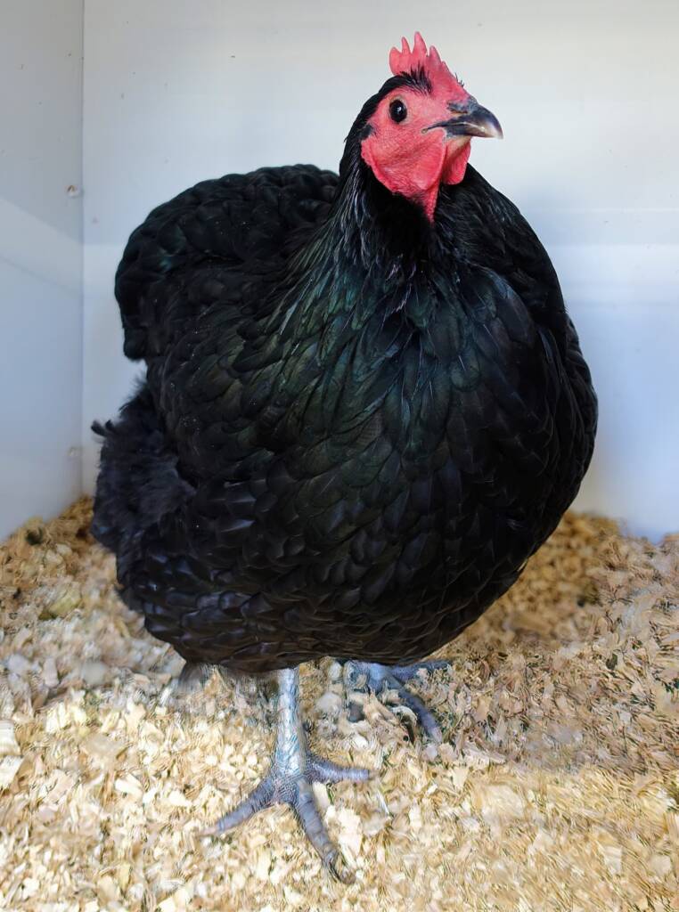 1st Prize Poultry Award Craig Whan Class P6 - Australorp (female) & Reserve Champion Heavy Breed Large Fowl Award - Most Outstanind Exhibit Craig Whan, Alice Springs Show 2023