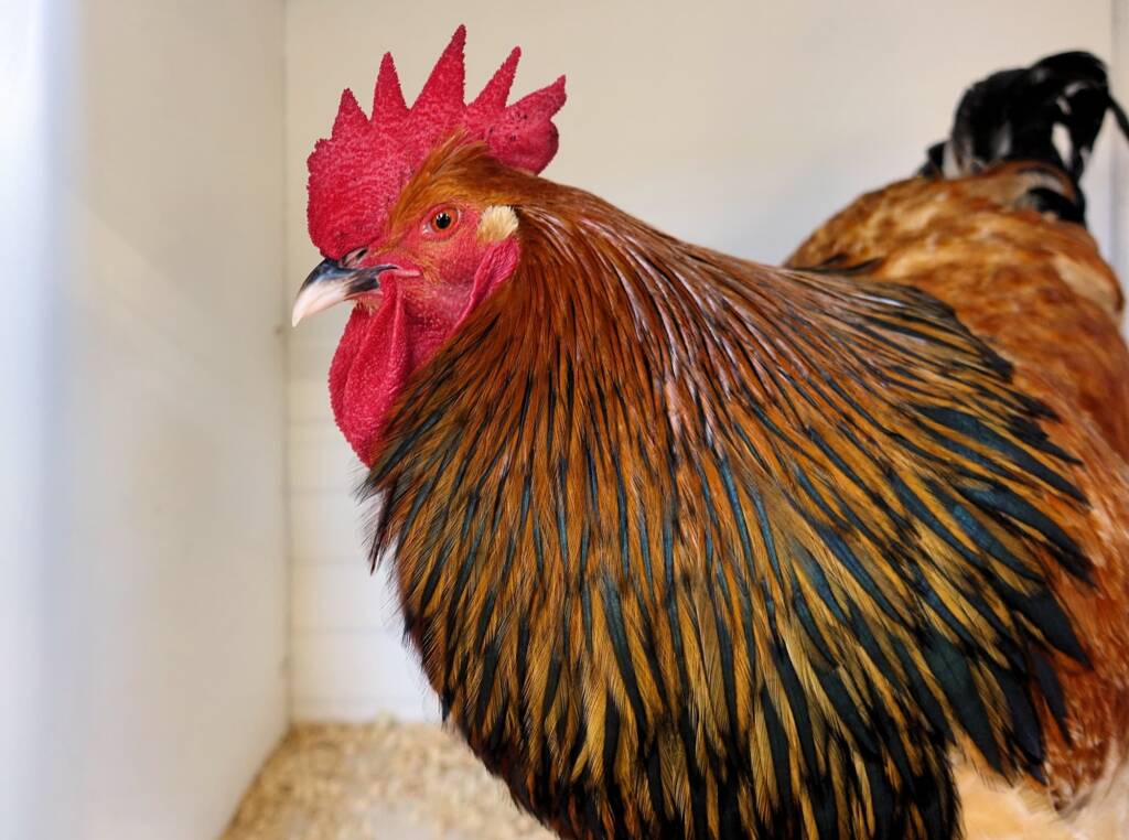 Wyandotte Chicken, Alice Springs Show 2023