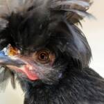 Polish Chicken, Alice Springs Show 2023