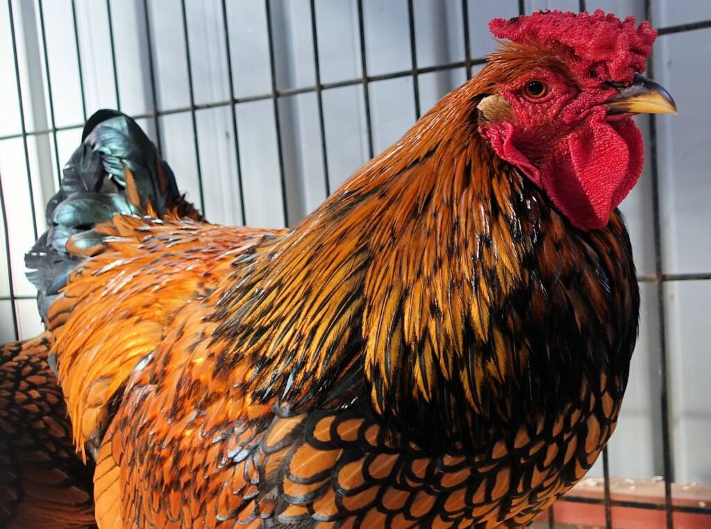 Wyandotte Chicken, Alice Springs Show 2023