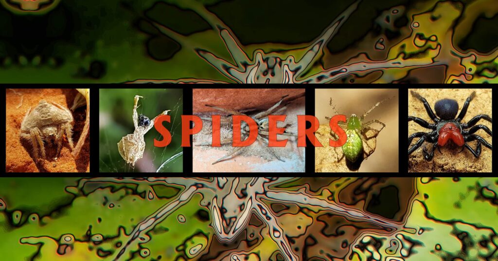 Spiders - Ausemade filmstrip