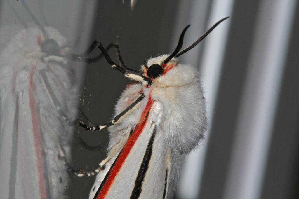 Donovan's Tiger Moth (Aloa marginata), Ballandean QLD © Marc Newman