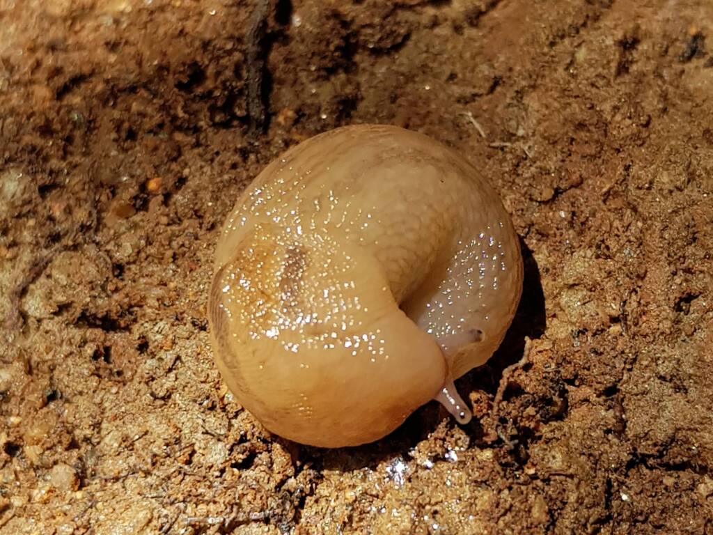 Ambigolimax spp (Keelback Slug), Alice Springs NT