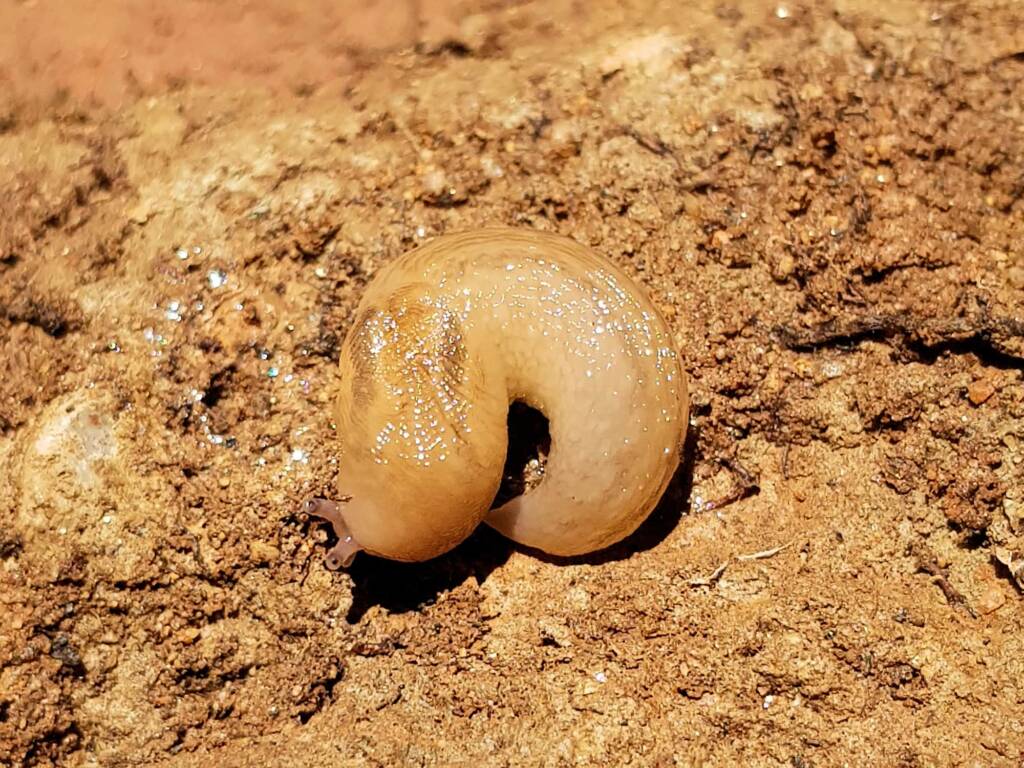 Ambigolimax spp (Keelback Slug), Alice Springs NT