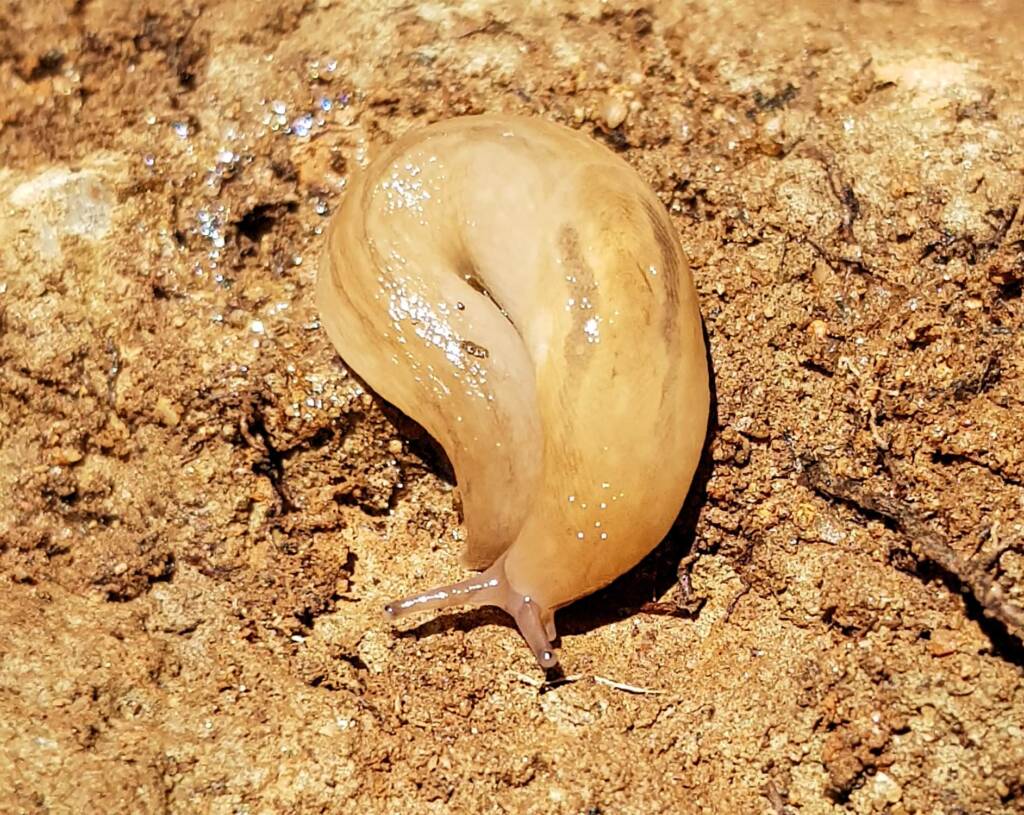 Ambigolimax spp (slug), Alice Springs NT