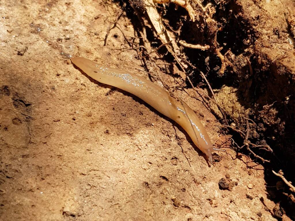 Ambigolimax spp (slug), Alice Springs NT