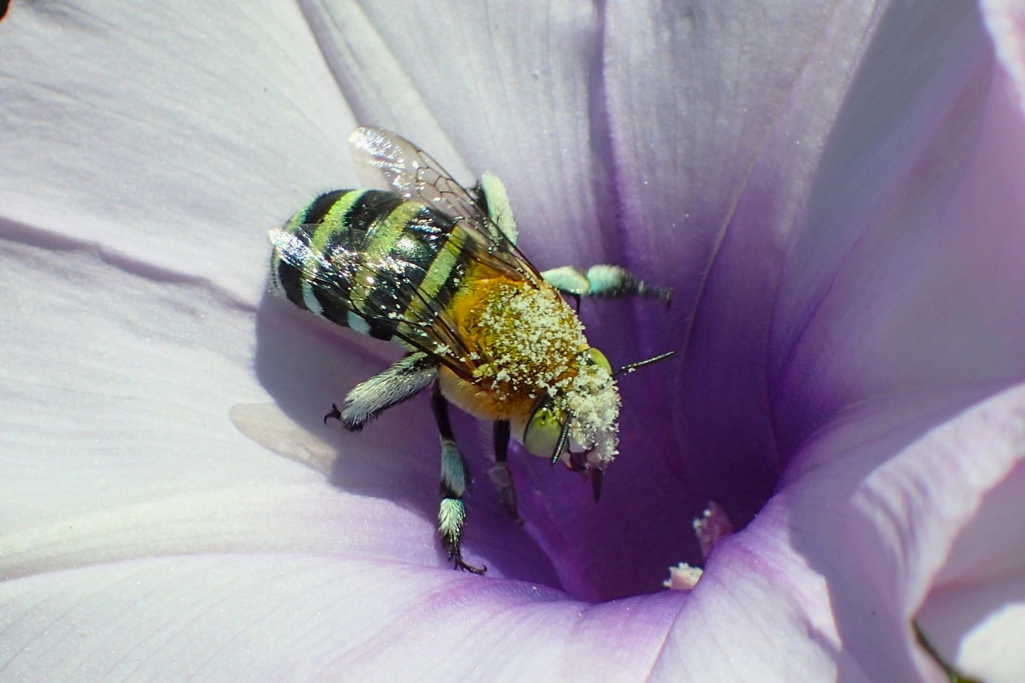 smaller than average little Amegilla… Ausemade