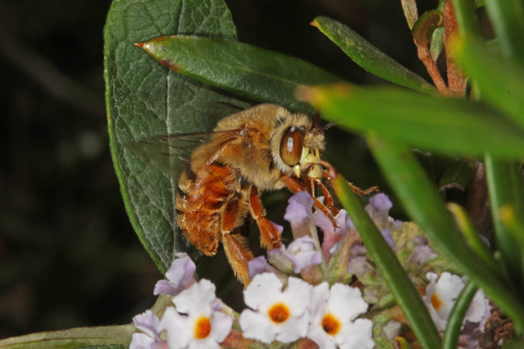 Amegilla (Asaropoda) bombiformis (Teddy Bear Bee) on Buddleja © Marc Newman