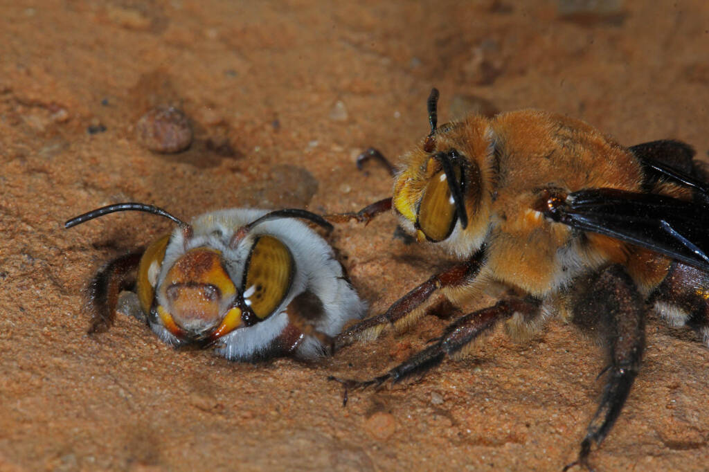 Dawson's Burrowing Bees, Amegilla (Asaropoda) dawsoni Babbage Island, Carnarvon, WA © Marc Newman
