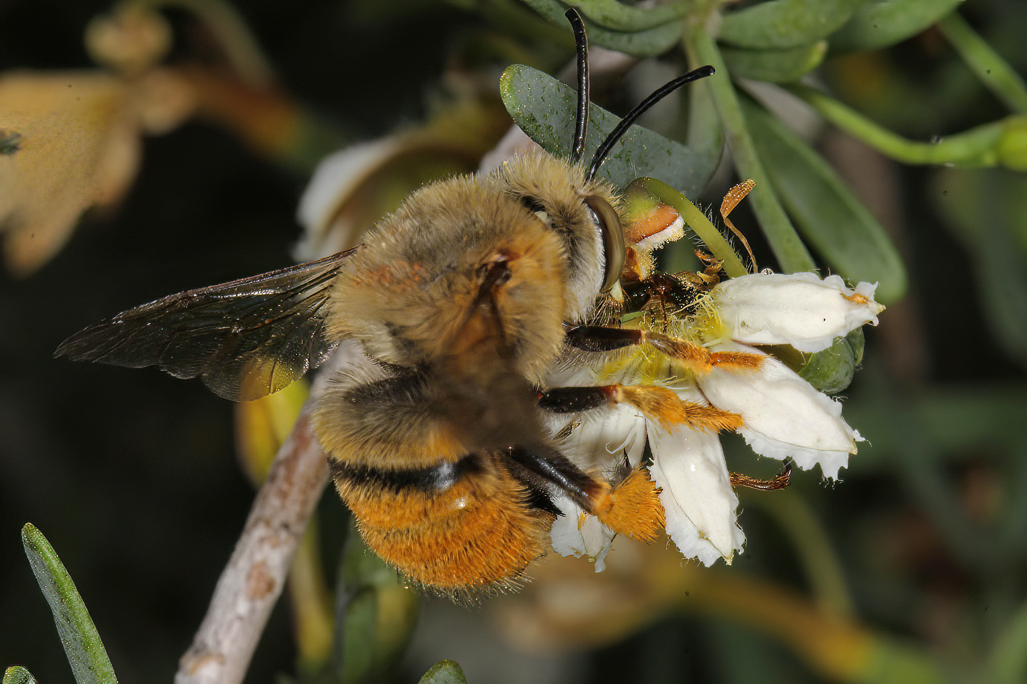 Amegilla (Asaropoda) scymna Ausemade