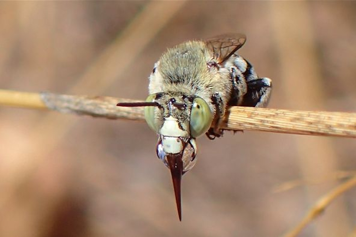 Amegilla chlorocyanea bubbling bee Ausemade